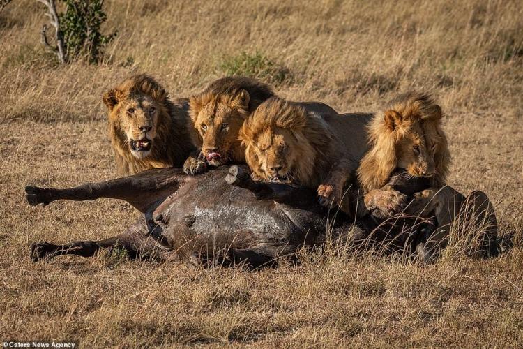 تصاویر شکار بوفالو توسط شیرها,عکس های شکار بوفالو توسط شیرها,تصاویر پارک ملی سرنگتی