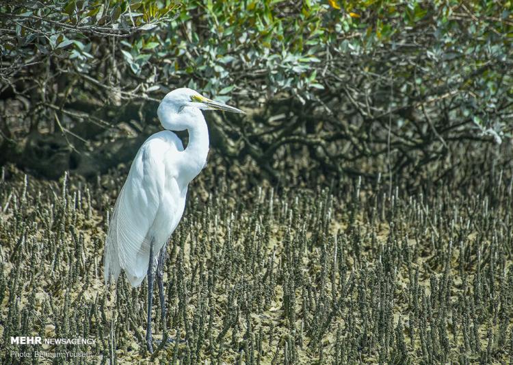تصاویر قشم در فصل زمستان تصاویر قشم در فصل زمستان,عکس های قشم در فصل زمستان,تصاویر جاذبه های گردشگری ایران
