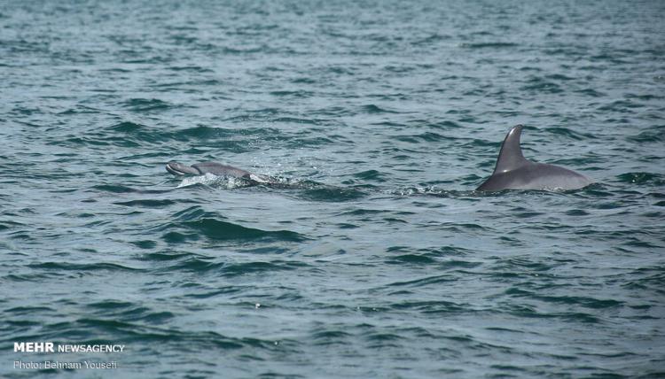 تصاویر قشم در فصل زمستان تصاویر قشم در فصل زمستان,عکس های قشم در فصل زمستان,تصاویر جاذبه های گردشگری ایران