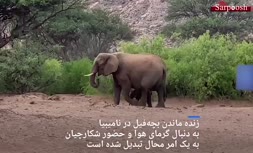 فیلم/ بچه فیلی که زنده ماند؛ «معجزه کریسمس» در نامیبیا