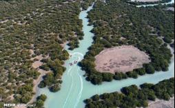 تصاویر جنگل حرا روستای سهیلی,عکس های جنگل حرا روستای سهیلی,تصاویر جاذبه های گردشگری هرمزگان