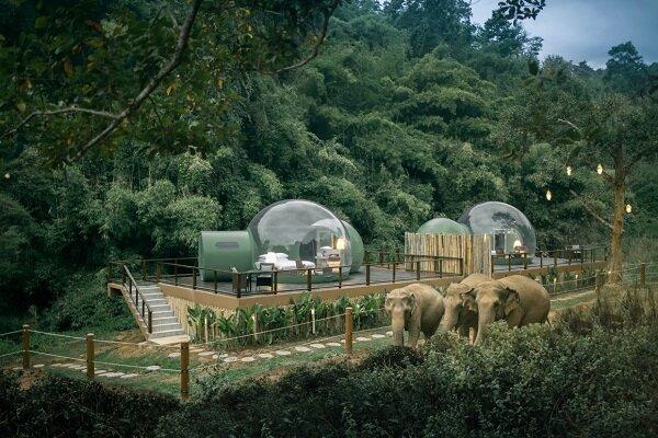 راه اندازی هتل جنگلی حبابی برای همنشینی با فیل‌ها