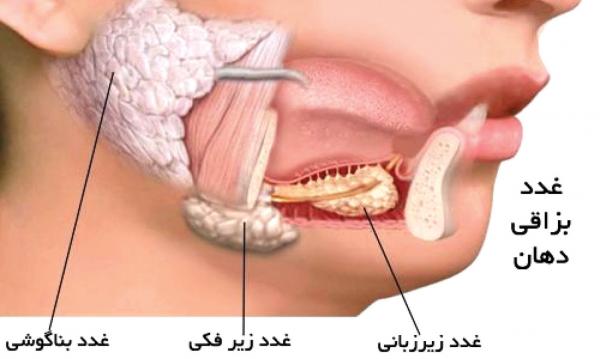 نقش های غدد بزاقی در بدن,اخبار پزشکی,خبرهای پزشکی,مشاوره پزشکی