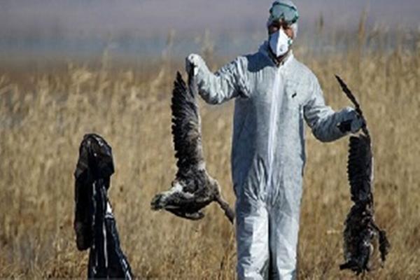 شیوع آنفلوانزای H۵N۱ پرندگان در چین,اخبار پزشکی,خبرهای پزشکی,بهداشت