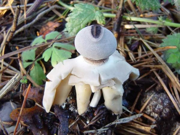 قارچ Geastrum Britannicum,اخبار جالب,خبرهای جالب,خواندنی ها و دیدنی ها