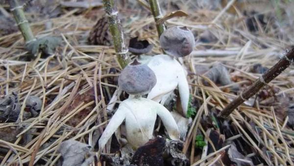 قارچ Geastrum Britannicum,اخبار جالب,خبرهای جالب,خواندنی ها و دیدنی ها