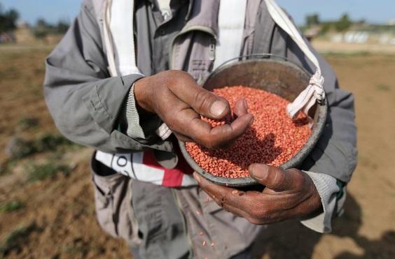 بذرپاشی کشاورزان غزه بذرپاشی کشاورزان غزه,اخبار سیاسی,خبرهای سیاسی,خاورمیانه