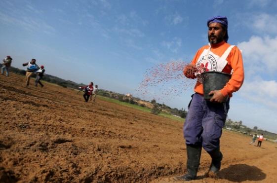 بذرپاشی کشاورزان غزه,اخبار سیاسی,خبرهای سیاسی,خاورمیانه