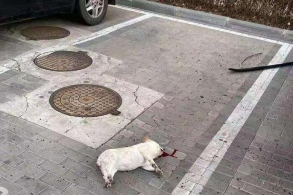 کشتن حیوانات خانگی در چین,اخبار پزشکی,خبرهای پزشکی,بهداشت