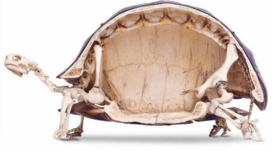 تصاویر زیبا و جذاب,اخبار جالب,خبرهای جالب,خواندنی ها و دیدنی ها