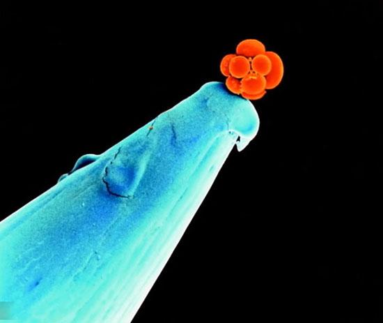 تصاویر زیبا و جذاب,اخبار جالب,خبرهای جالب,خواندنی ها و دیدنی ها