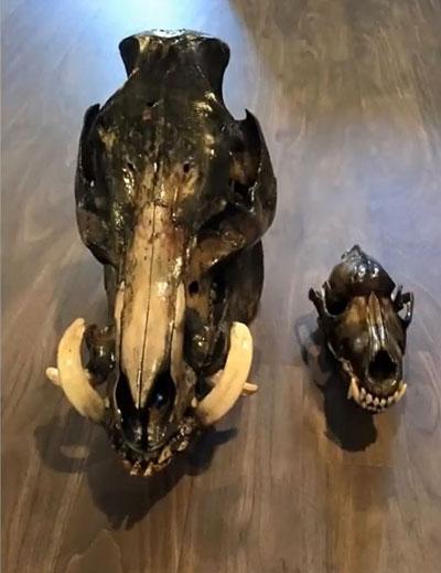 تصاویر زیبا و جذاب,اخبار جالب,خبرهای جالب,خواندنی ها و دیدنی ها