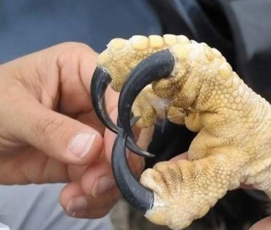 تصاویر زیبا و جذاب,اخبار جالب,خبرهای جالب,خواندنی ها و دیدنی ها