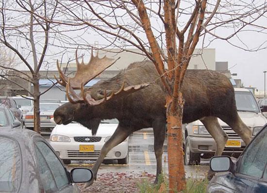 تصاویر زیبا و جذاب,اخبار جالب,خبرهای جالب,خواندنی ها و دیدنی ها