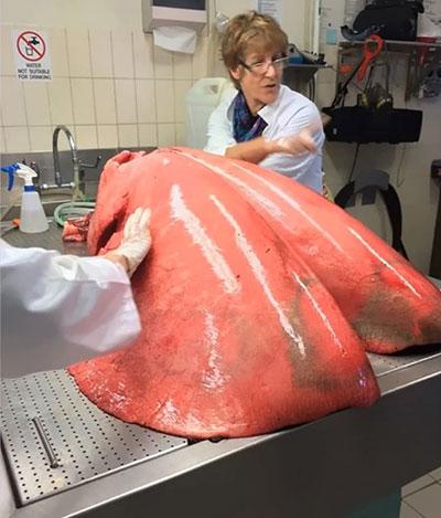 تصاویر زیبا و جذاب,اخبار جالب,خبرهای جالب,خواندنی ها و دیدنی ها