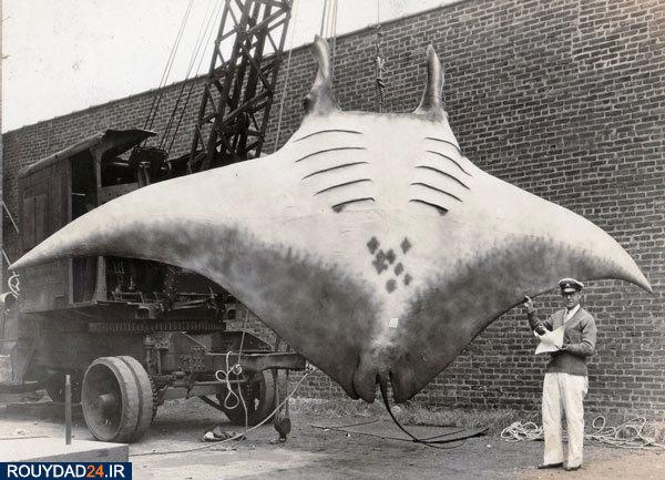 تصاویر تاریخی عجیب و غریب,اخبار جالب,خبرهای جالب,خواندنی ها و دیدنی ها