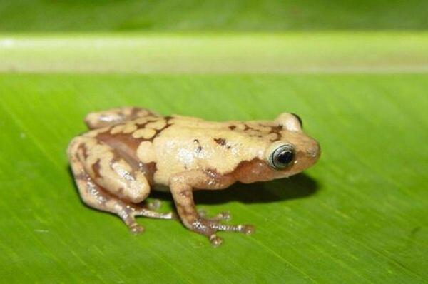 نابودی گونههای جانوری تا سال 2070 نابودی گونههای جانوری تا سال 2070,اخبار علمی,خبرهای علمی,طبیعت و محیط زیست