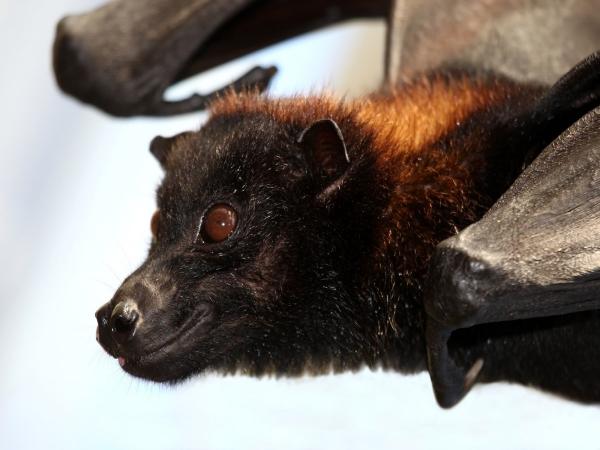 ویروس‌های مرگبار خفاش ها,اخبار پزشکی,خبرهای پزشکی,بهداشت