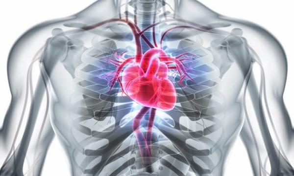 قلب,اخبار پزشکی,خبرهای پزشکی,مشاوره پزشکی