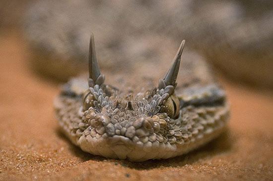 حیوانات جالب,اخبار جالب,خبرهای جالب,خواندنی ها و دیدنی ها