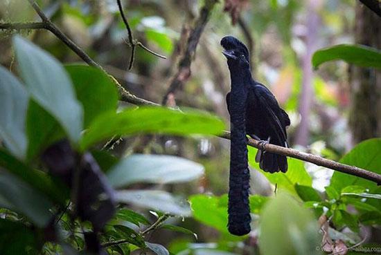 حیوانات جالب,اخبار جالب,خبرهای جالب,خواندنی ها و دیدنی ها