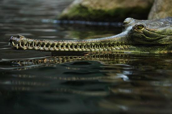 حیوانات جالب,اخبار جالب,خبرهای جالب,خواندنی ها و دیدنی ها