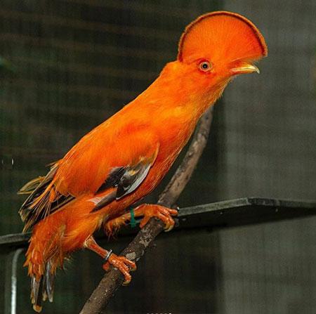 حیوانات جالب,اخبار جالب,خبرهای جالب,خواندنی ها و دیدنی ها