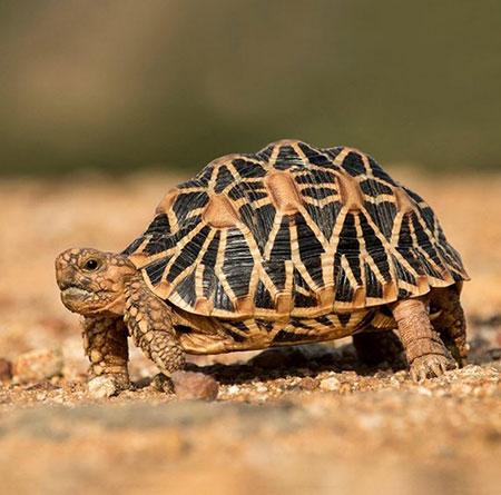 حیوانات جالب,اخبار جالب,خبرهای جالب,خواندنی ها و دیدنی ها