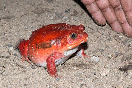 حیوانات جالب,اخبار جالب,خبرهای جالب,خواندنی ها و دیدنی ها