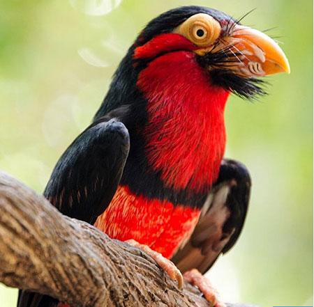 حیوانات جالب,اخبار جالب,خبرهای جالب,خواندنی ها و دیدنی ها