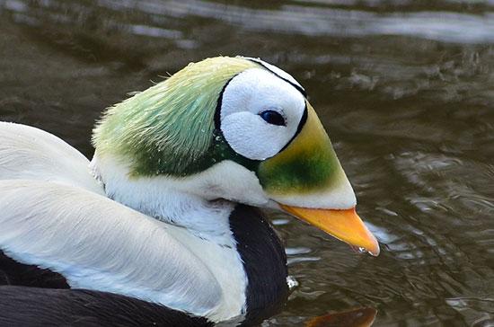 حیوانات جالب,اخبار جالب,خبرهای جالب,خواندنی ها و دیدنی ها