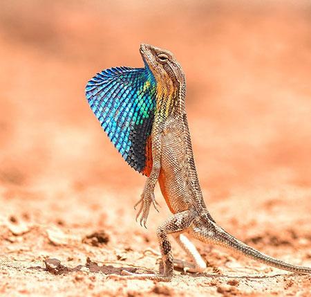 حیوانات جالب,اخبار جالب,خبرهای جالب,خواندنی ها و دیدنی ها