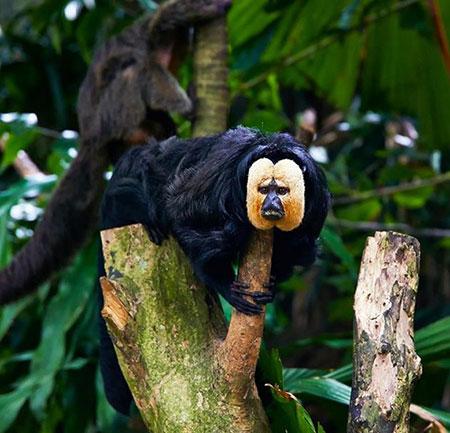 حیوانات جالب,اخبار جالب,خبرهای جالب,خواندنی ها و دیدنی ها