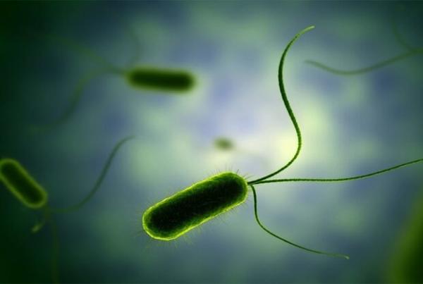 از بین بردن باکتری های مقاوم آنتی بیوتیک,اخبار پزشکی,خبرهای پزشکی,تازه های پزشکی