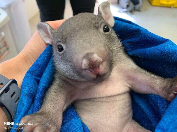 تصاویر حیوانات نجات یافته از آتش در استرالیا,عکس های حیوانات نجات یافته از آتش در استرالیا,تصاویر آتش سوزی استرالیا