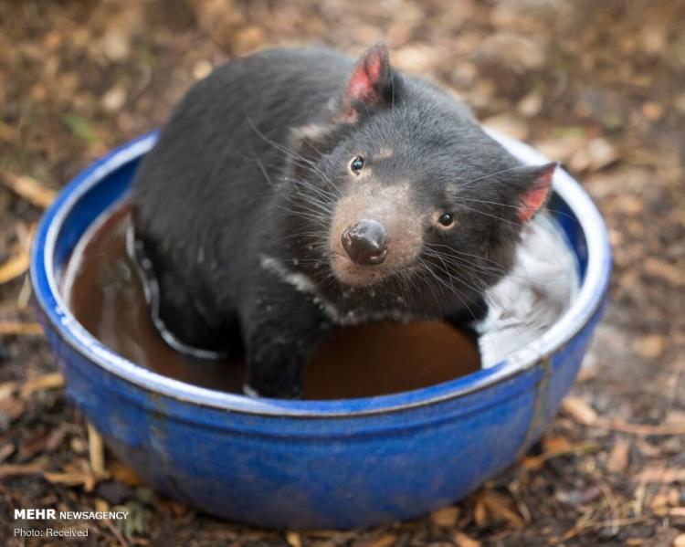 تصاویر حیوانات نجات یافته از آتش در استرالیا,عکس های حیوانات نجات یافته از آتش در استرالیا,تصاویر آتش سوزی استرالیا