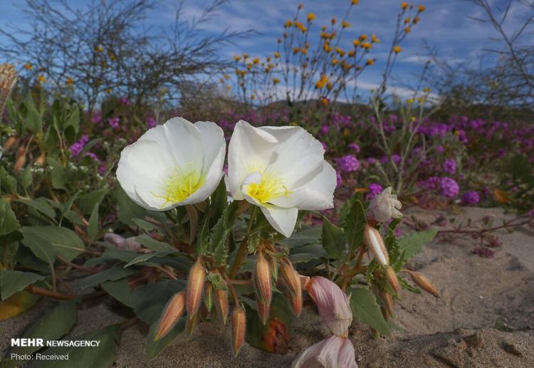 تصاویر شکوفه های وحشی کالیفرنیا,عکس های شکوفه های وحشی کالیفرنیا,تصاویر جاذبه های گردشگری کالیفرنیا