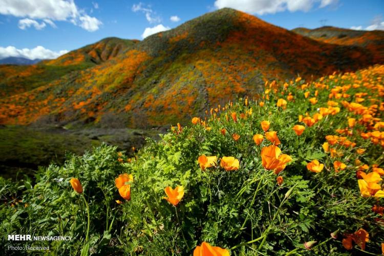 تصاویر شکوفه های وحشی کالیفرنیا,عکس های شکوفه های وحشی کالیفرنیا,تصاویر جاذبه های گردشگری کالیفرنیا