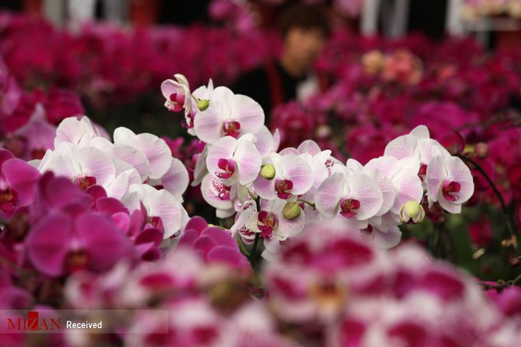 تصاویر جشنواره بهار هنگ کنگ,عکس های جشنواره بهار هنگ کنگ,تصاویر خرید گل توسط مردم هنگ کنگ