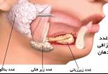 نقش های غدد بزاقی در بدن,اخبار پزشکی,خبرهای پزشکی,مشاوره پزشکی