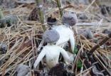 قارچ Geastrum Britannicum,اخبار جالب,خبرهای جالب,خواندنی ها و دیدنی ها