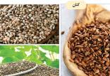 نقش روغن ماهی امگا 3 در کاهش وزن,اخبار پزشکی,خبرهای پزشکی,مشاوره پزشکی