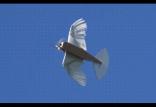 ربات پرنده PigeonBot,اخبار علمی,خبرهای علمی,اختراعات و پژوهش