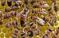 بیماری‌لوک آمریکایی در زنبور عسل,اخبار اجتماعی,خبرهای اجتماعی,محیط زیست
