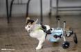 ساخت پای مصنوعی برای حیوانات,اخبار جالب,خبرهای جالب,خواندنی ها و دیدنی ها