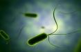 از بین بردن باکتری های مقاوم آنتی بیوتیک,اخبار پزشکی,خبرهای پزشکی,تازه های پزشکی