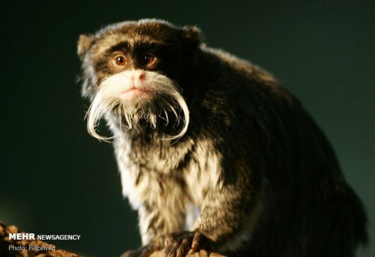 تصاویر گونه های عجیب میمون ها,عکس های گونه های عجیب میمون ها,تصاویر کوچک ترین گونه میمون ها