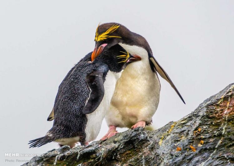 تصاویر دیدنی از خانواده پنگوئن ها,عکس های دیدنی از خانواده پنگوئن ها,تصاویر انواع گونه های پنگوئن ها