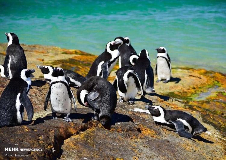 تصاویر دیدنی از خانواده پنگوئن ها,عکس های دیدنی از خانواده پنگوئن ها,تصاویر انواع گونه های پنگوئن ها