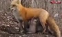 تصویری شگفت‌انگیز از مهربانی یک روباه